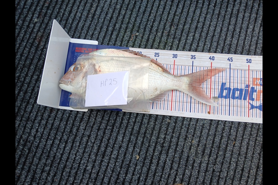 Jan Christoffel Greyling caught this 37.0cm Snapper at Hawkes Bay during The Export NZ Fishing Competition