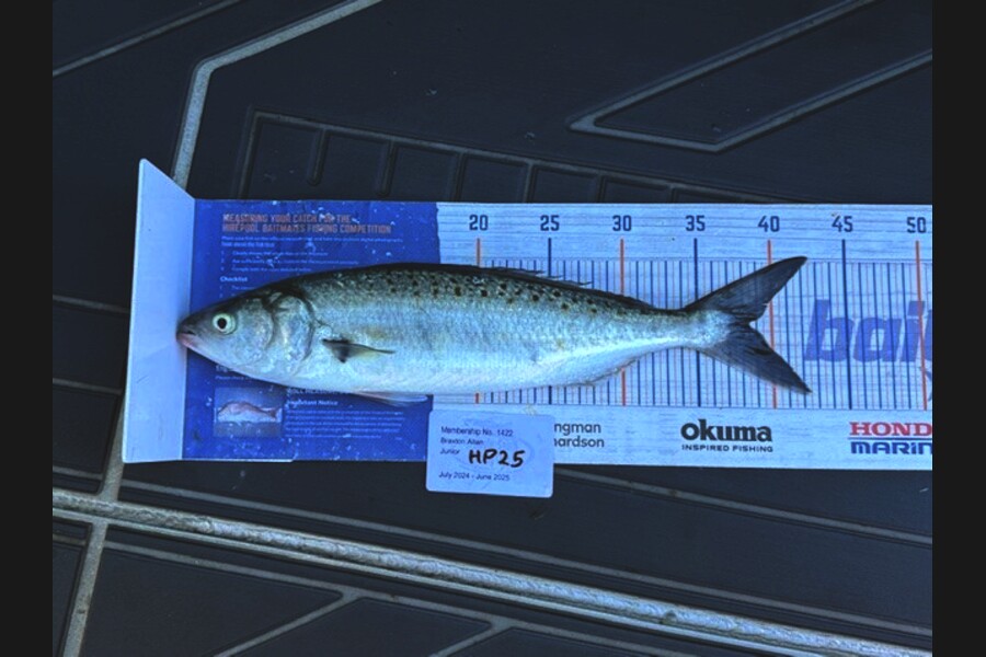 Braxton Allan caught this 38.5cm Kahawai at Wellington during The Export NZ Fishing Competition
