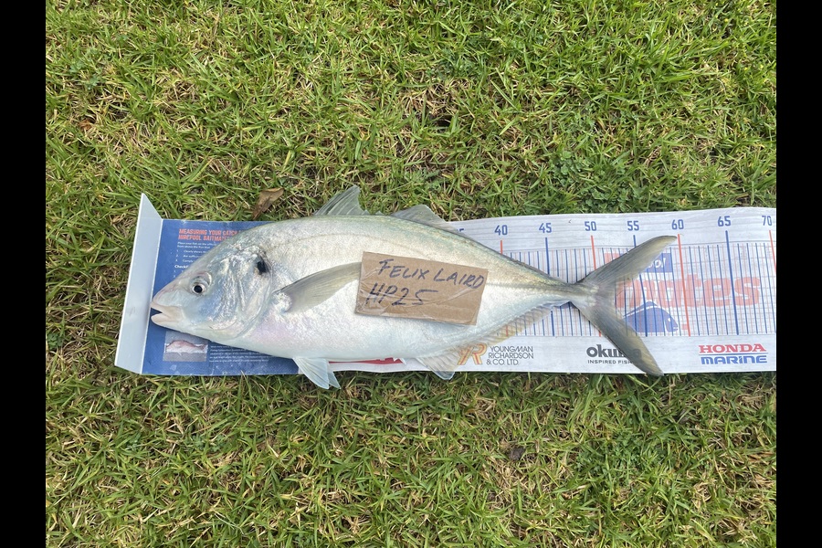 Felix Laird caught this 51.5cm Trevally at Nelson/Marlborough during The Export NZ Fishing Competition