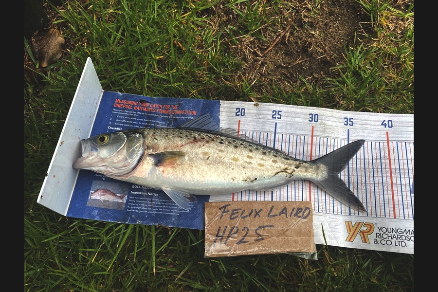 Felix Laird caught this 33.5cm Kahawai at Nelson/Marlborough during The Export NZ Fishing Competition