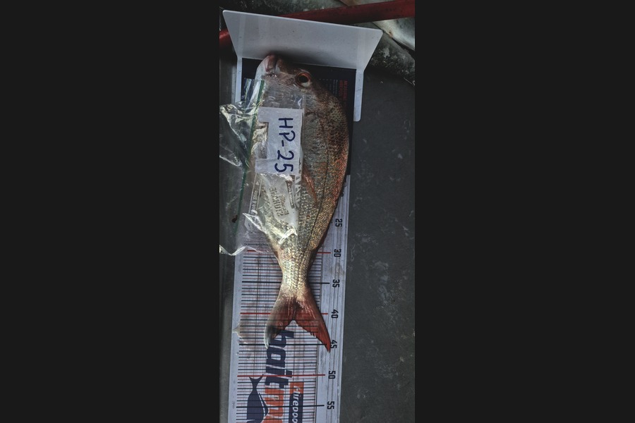 Delilah Arthur-Worsop caught this 41.0cm Snapper at Coromandel during The Export NZ Fishing Competition