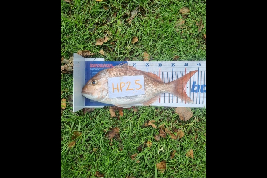Shaun McLean caught this 39.5cm Snapper at Coromandel during The Export NZ Fishing Competition