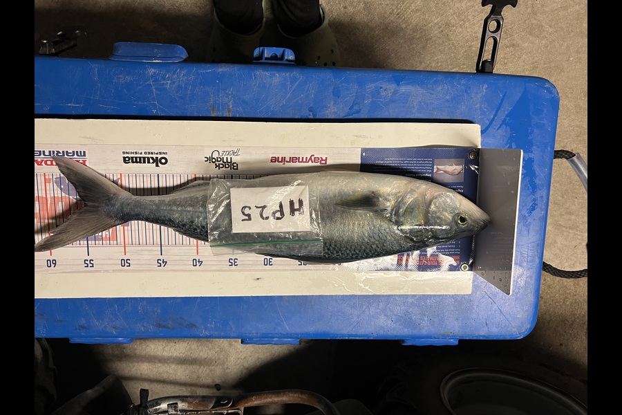 Chaz George caught this 55.0cm Kahawai at Wairarapa
 during The Export NZ Fishing Competition