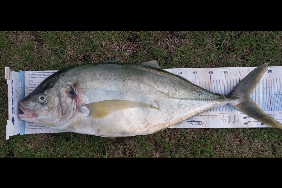 Shane Reynolds caught this 73.0cm Trevally at Northland during The Export NZ Fishing Competition