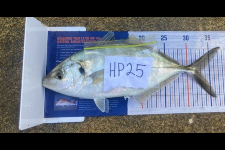 Andrew Russell caught this 33.0cm Trevally at Manawatu during The Export NZ Fishing Competition