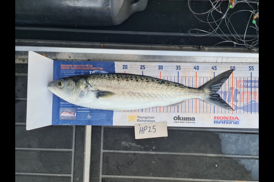 Scott Bassett caught this 45.5cm Kahawai at Wellington during The Export NZ Fishing Competition