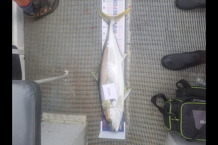 Dylan Ray caught this 93.5cm Kingfish at Nelson/Marlborough during The Export NZ Fishing Competition