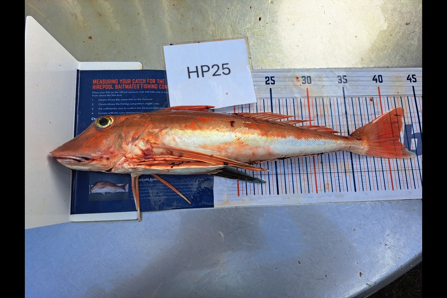 Dylan Ray caught this 41.5cm Gurnard at Nelson/Marlborough during The Export NZ Fishing Competition