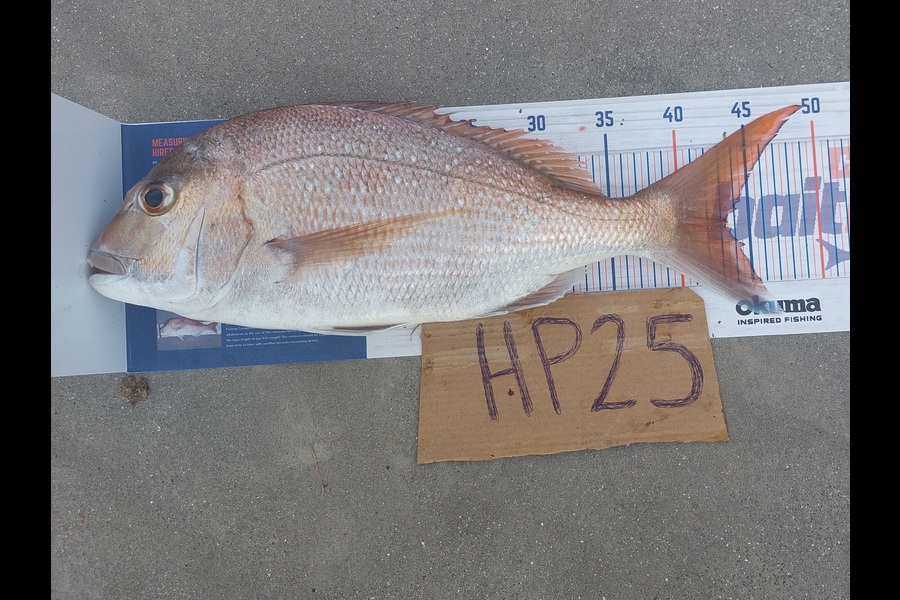 Rachel Lowe caught this 43.0cm Snapper at Auckland during The Export NZ Fishing Competition