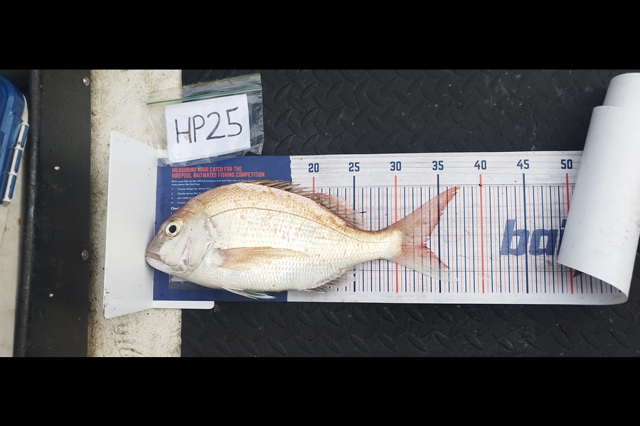 Nemo Tehiko caught this 33.5cm Snapper at Hawkes Bay during The Export NZ Fishing Competition