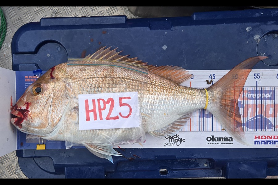 Tracey Beer caught this 50.5cm Snapper at Coromandel during The Export NZ Fishing Competition