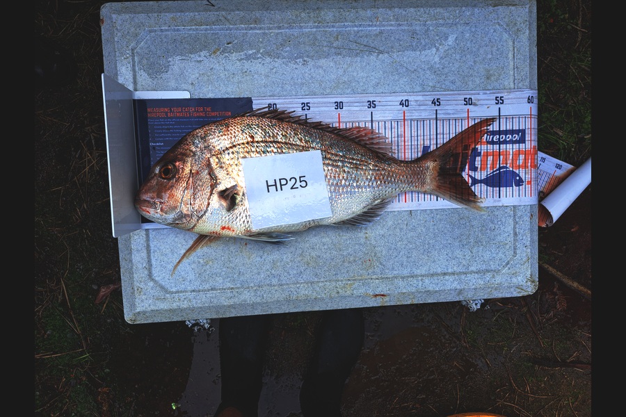Nixin Ray caught this 48.5cm Snapper at Nelson/Marlborough during The Export NZ Fishing Competition
