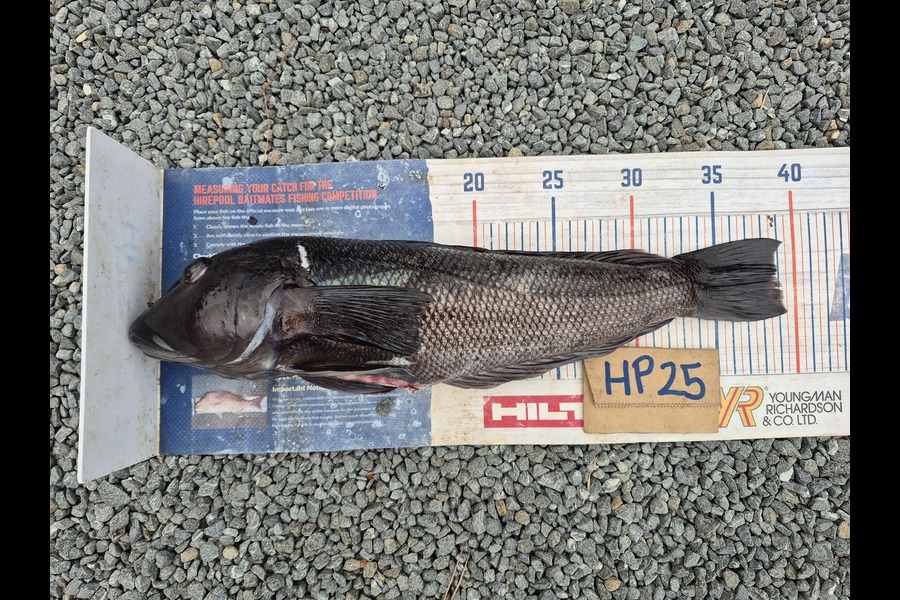 Rodney Niven caught this 38.5cm Blue Cod at Wellington during The Export NZ Fishing Competition