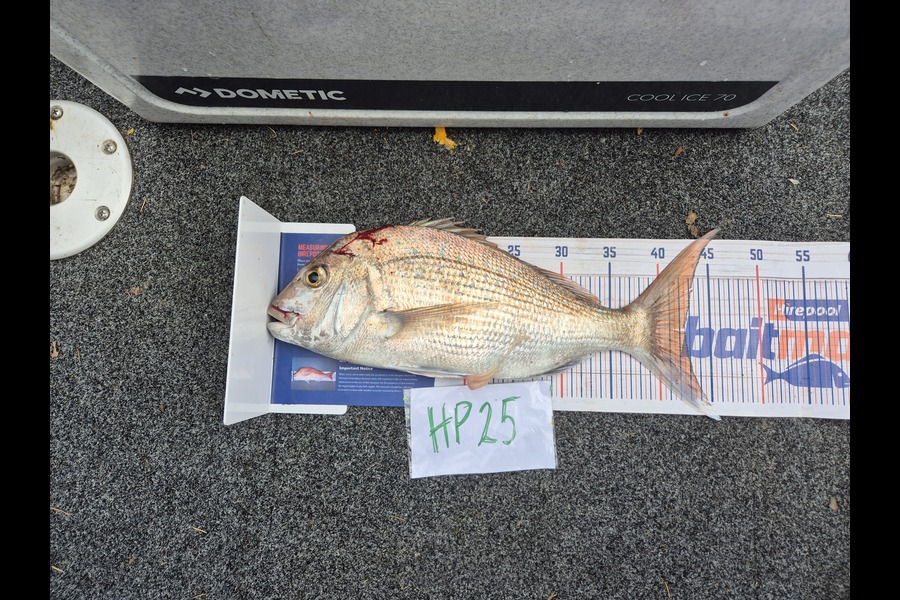 Steve Sowman caught this 42.5cm Snapper at Nelson/Marlborough during The Export NZ Fishing Competition