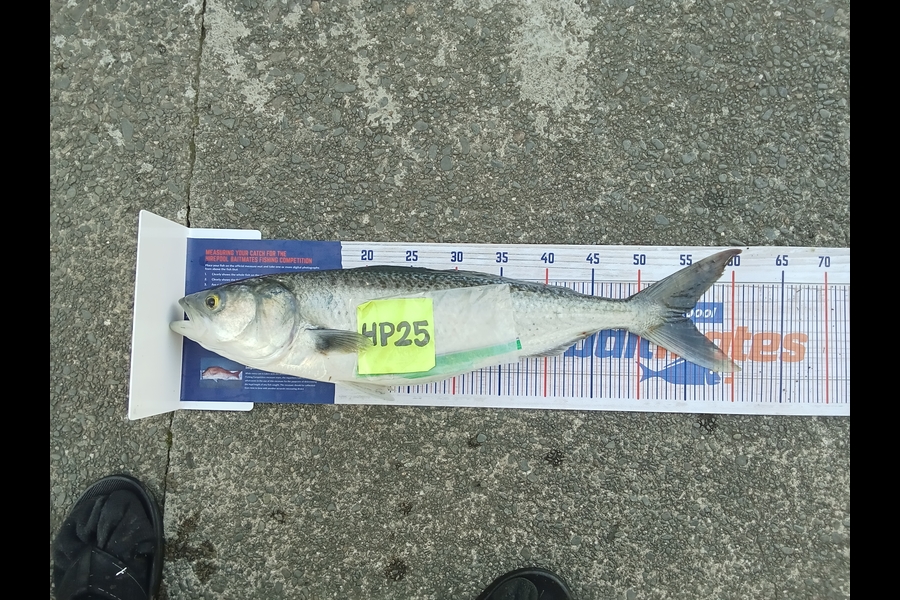 Allan Dyer caught this 54.5cm Kahawai at Hawkes Bay during The Export NZ Fishing Competition