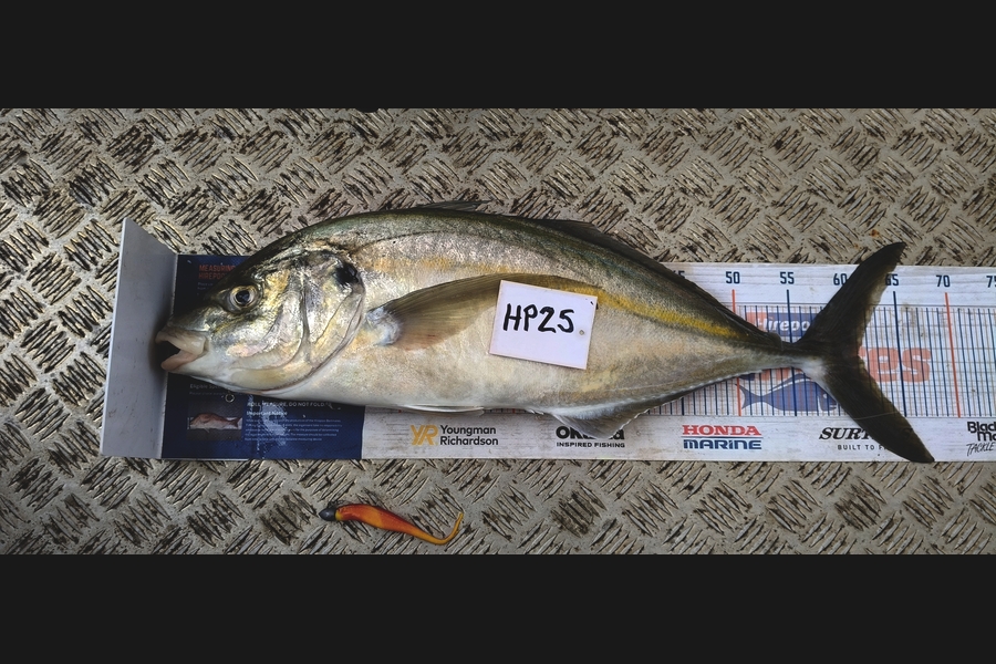 Justin Dodds caught this 61.0cm Trevally at Northland during The Export NZ Fishing Competition