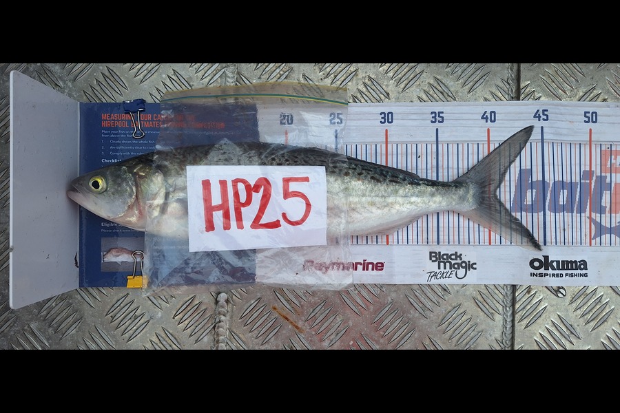 Trevor Hopson caught this 40.5cm Kahawai at Waikato during The Export NZ Fishing Competition