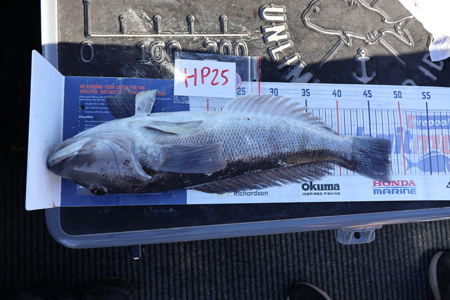 Mark Cotton caught this 47.5cm Blue Cod at Nelson/Marlborough during The Export NZ Fishing Competition