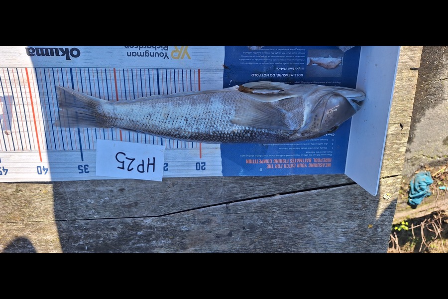 Sam Connor caught this 37.0cm Blue Cod at Otago during The Export NZ Fishing Competition