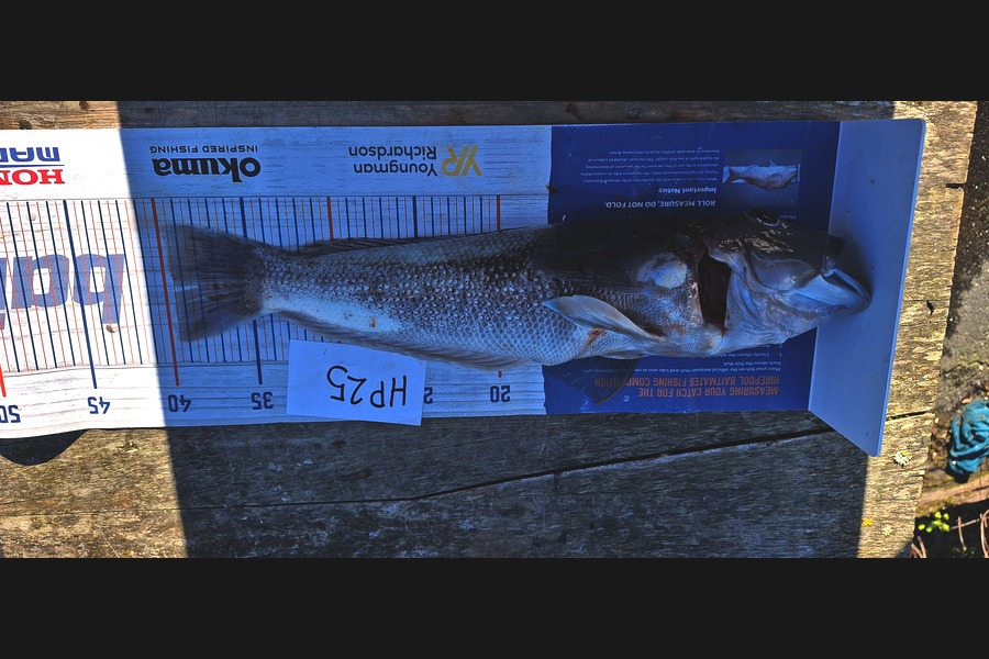 Ollie Connor caught this 39.5cm Blue Cod at Otago during The Export NZ Fishing Competition