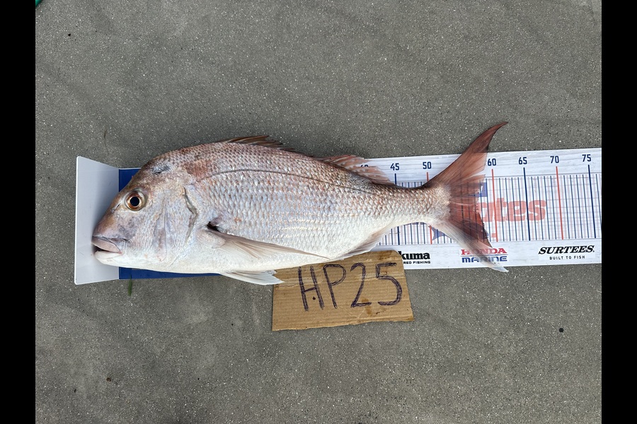 Malcolm Kyd caught this 57.5cm Snapper at Auckland during The Export NZ Fishing Competition