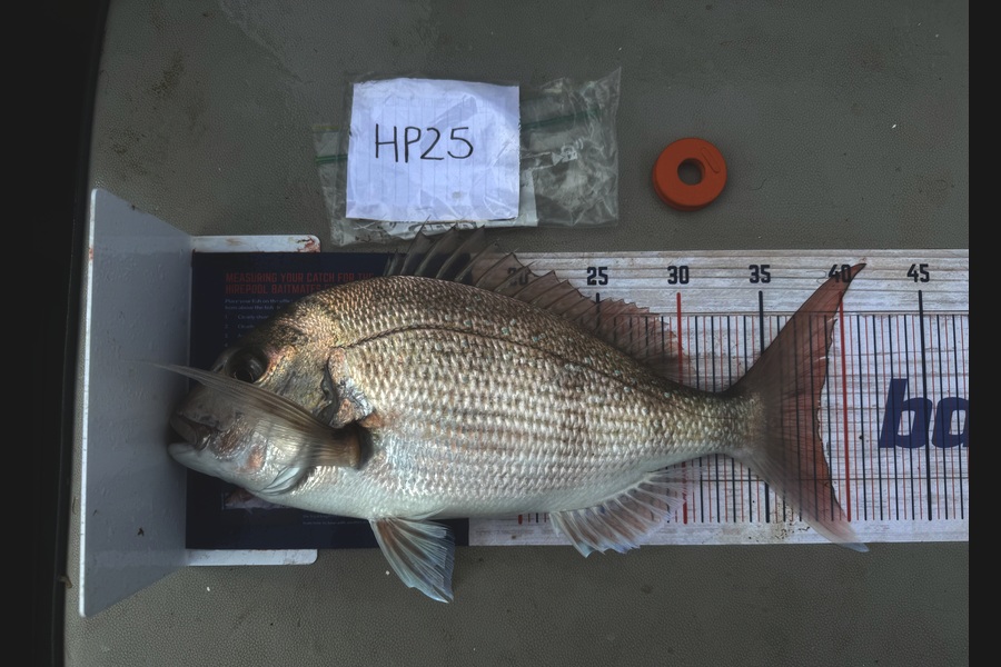 Kayden Russell caught this 38.5cm Snapper at Northland during The Export NZ Fishing Competition