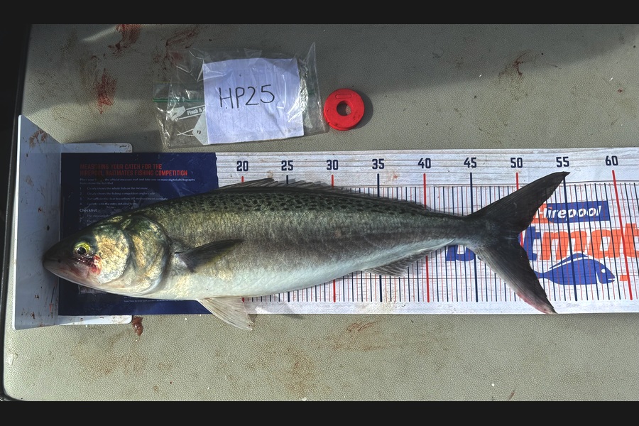 Asher Russell caught this 49.5cm Kahawai at Northland during The Export NZ Fishing Competition