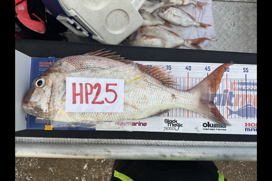 Nigel Beer  caught this 46.0cm Snapper at Coromandel during The Export NZ Fishing Competition