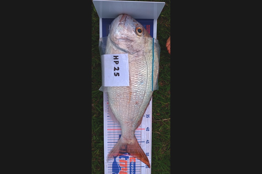 Chase Waru caught this 49.0cm Trevally at Bay of Plenty during The Export NZ Fishing Competition