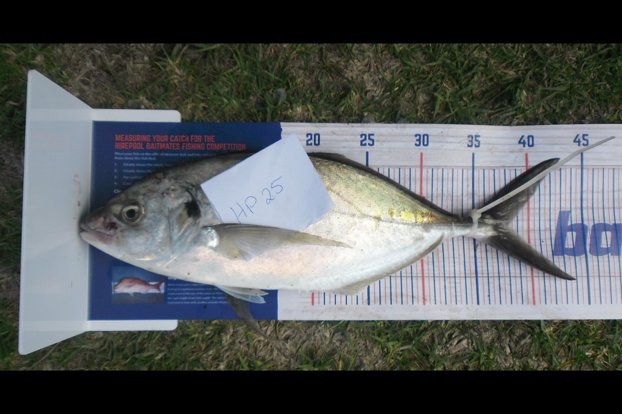 Judith Grootjans caught this 38.0cm Trevally at Manawatu during The Export NZ Fishing Competition