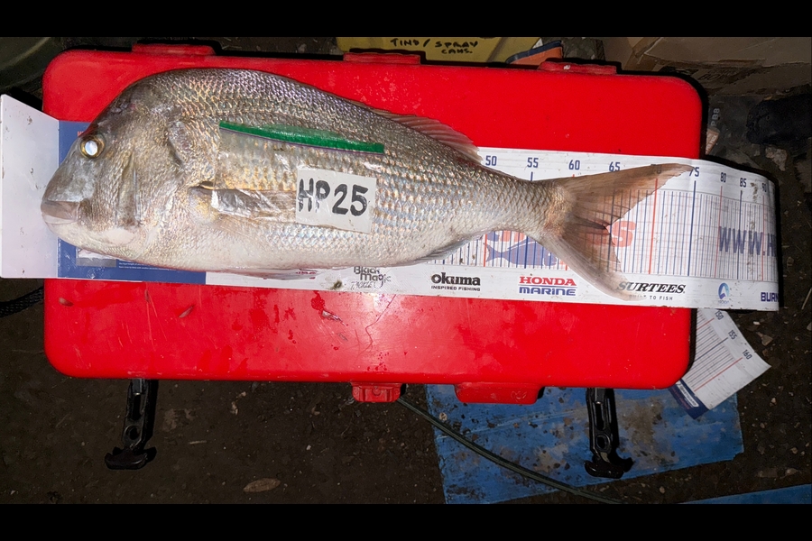 Tyra Morphett caught this 64cm Snapper at Northland during The Export NZ Fishing Competition