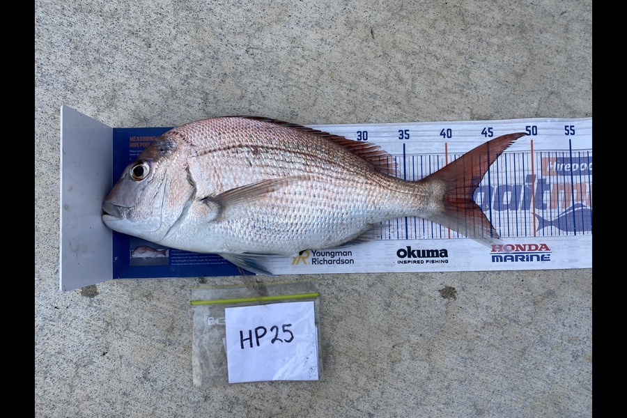 Steve Fraser caught this 43.0cm Snapper at Taranaki during The Export NZ Fishing Competition