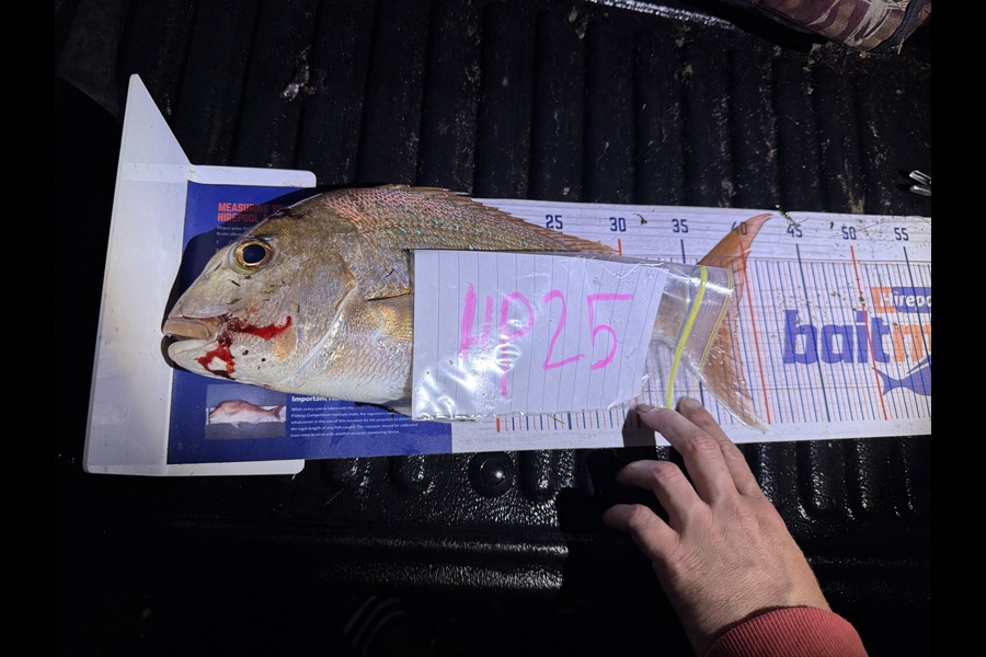 Dion Oleary caught this 38.5cm Snapper at Coromandel during The Export NZ Fishing Competition