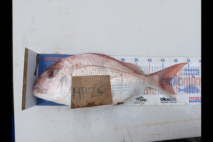 Bryce Taylor caught this 47.0cm Snapper at Northland during The Export NZ Fishing Competition