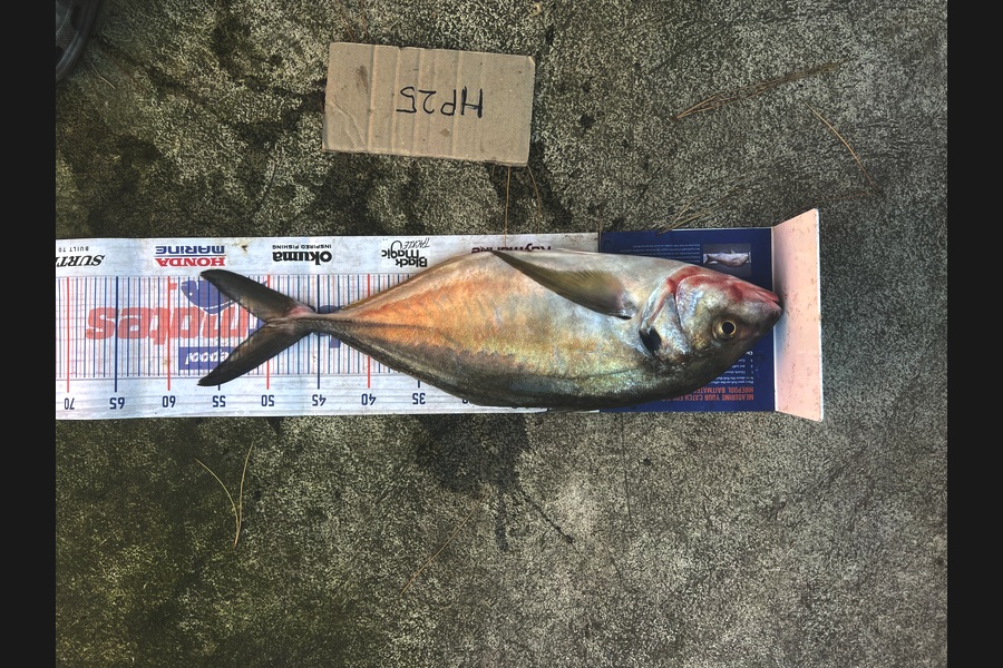 Maddison Slobbe caught this 50.0cm Trevally at Wellington during The Export NZ Fishing Competition