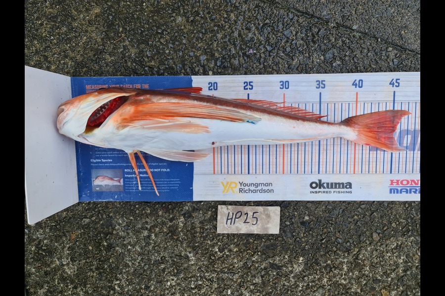 Scott Bassett caught this 45.0cm Gurnard at Wellington during The Export NZ Fishing Competition