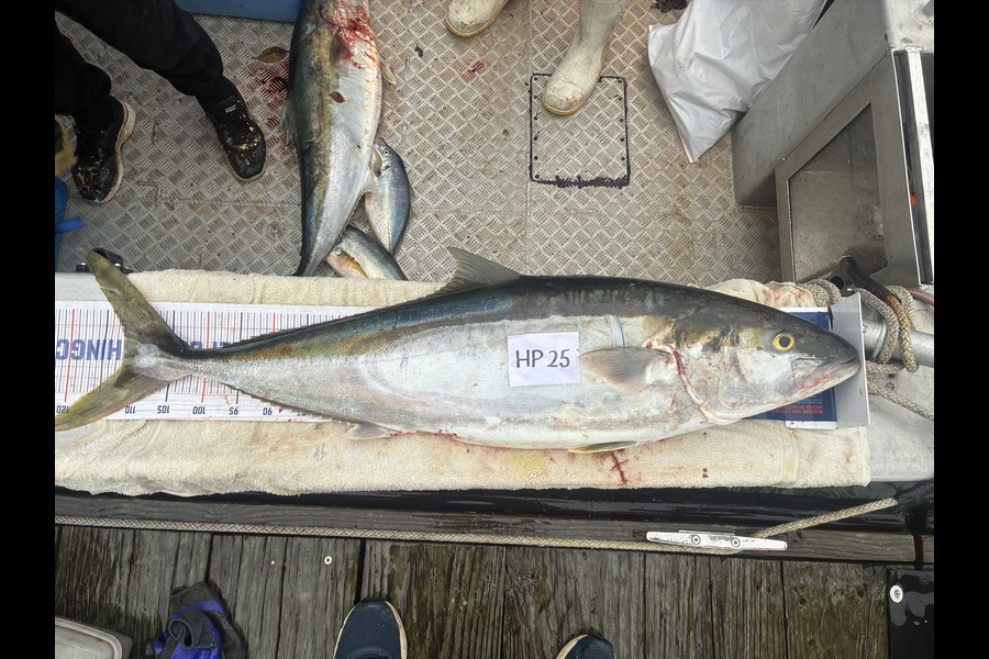 Mick Preston caught this 112.0cm Kingfish at Bay of Plenty during The Export NZ Fishing Competition