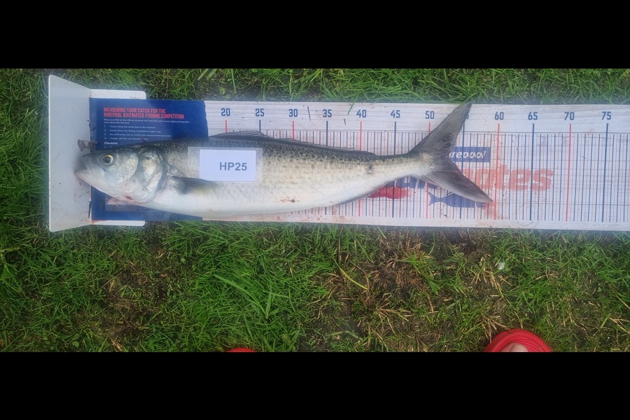 Tain Rookes caught this 53.0cm Kahawai at Coromandel during The Export NZ Fishing Competition