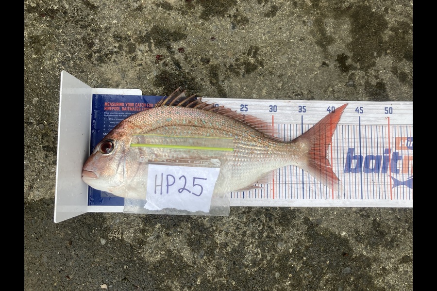 Anthony Murray caught this 39.0cm Snapper at Wellington during The Export NZ Fishing Competition