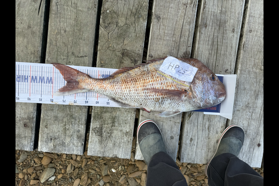 Henry Gibbs caught this 73.5cm Snapper at Nelson/Marlborough during The Export NZ Fishing Competition