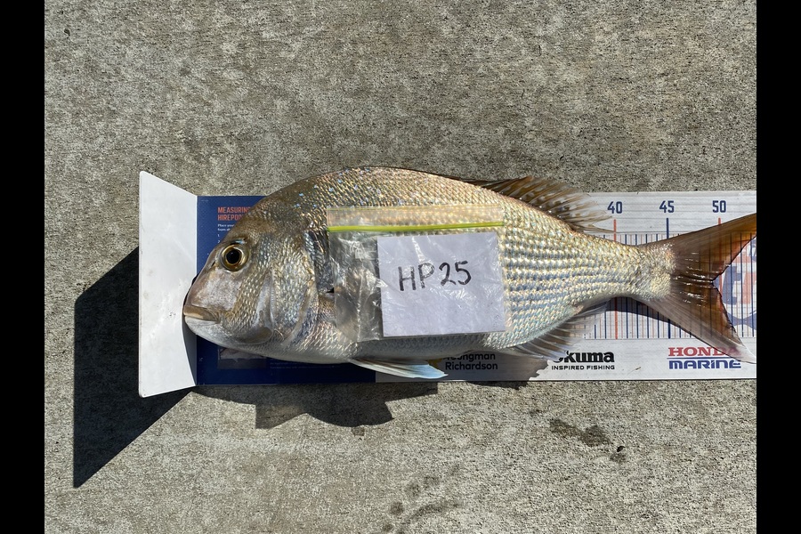 Steve Fraser caught this 49.0cm Snapper at Taranaki during The Export NZ Fishing Competition