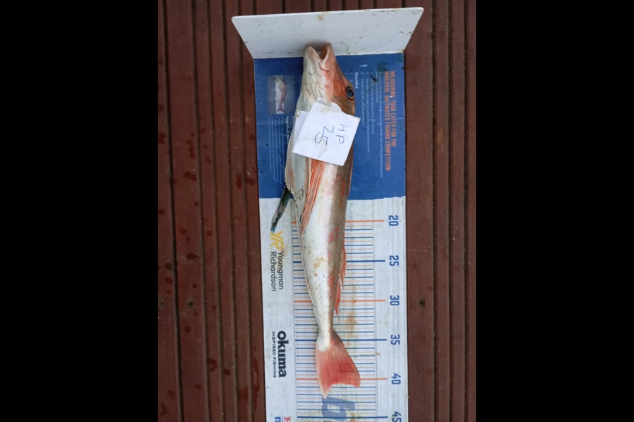 Chris La Franchie caught this 40.5cm Gurnard at Taranaki during The Export NZ Fishing Competition