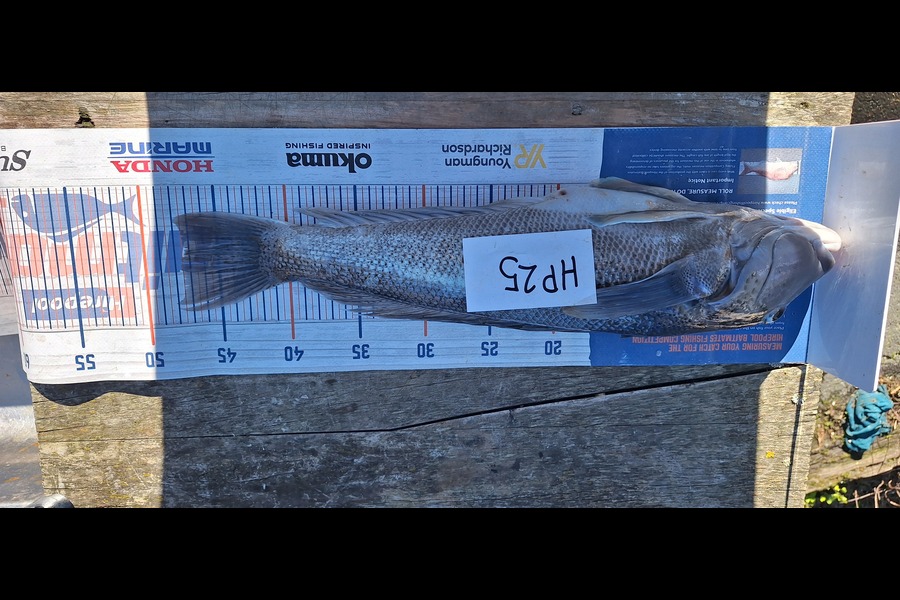 Sam Connor caught this 47.5cm Blue Cod at Otago during The Export NZ Fishing Competition