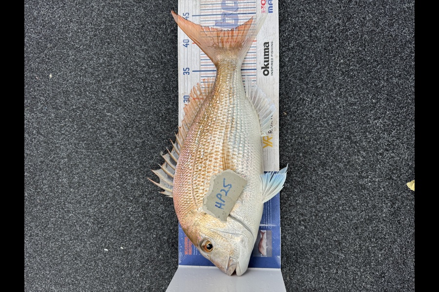 Bevan Sterling caught this 42.0cm Snapper at Northland during The Export NZ Fishing Competition
