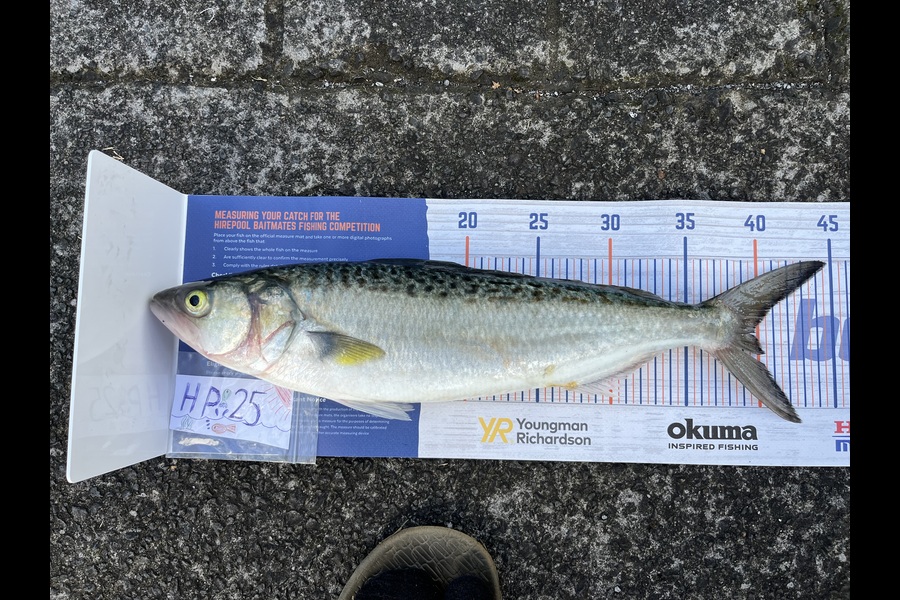 Lewis Bristowe caught this 39.5cm Kahawai at Auckland during The Export NZ Fishing Competition