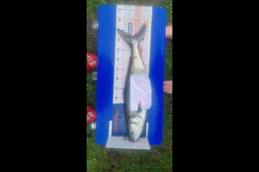 Dion Oleary caught this 52.0cm Kahawai at Coromandel during The Export NZ Fishing Competition