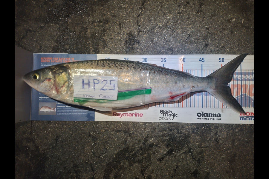 Kevan Gooch caught this 51.5cm Kahawai at Wellington during The Export NZ Fishing Competition