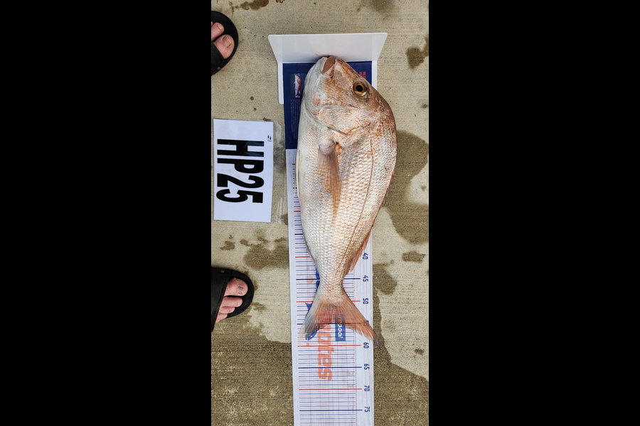 Richard Burt caught this 55.0cm Snapper at Manawatu during The Export NZ Fishing Competition