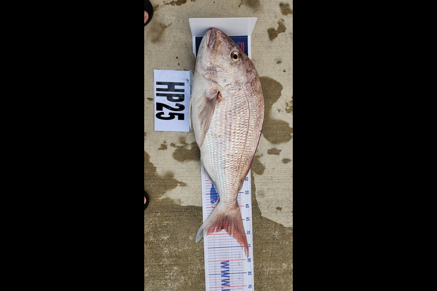 Richard Burt caught this 68cm Snapper at Manawatu during The Export NZ Fishing Competition