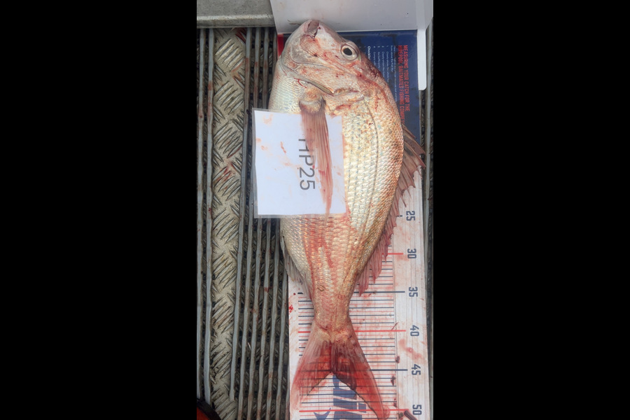 Hayden Trewavas caught this 45cm Snapper at Nelson/Marlborough during The Export NZ Fishing Competition